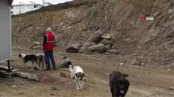 İlkadım ve Atakum'dan sokak hayvanlarına mama desteği