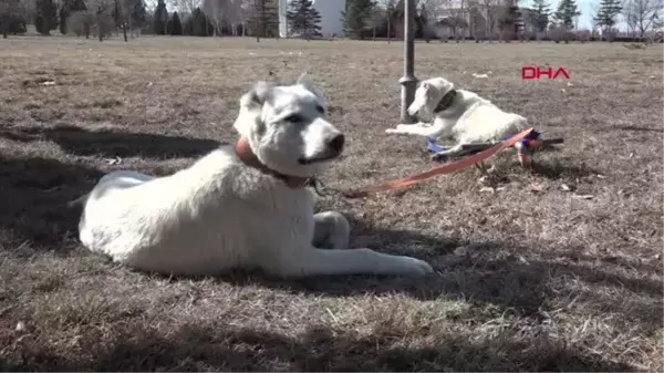 AKBAŞ ÇOBAN KÖPEKLERİNİN IRK GEÇMİŞLERİ İNCELENECEK