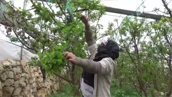 Serada yetiştirilen kayısı çağlasının hasadına başlandı