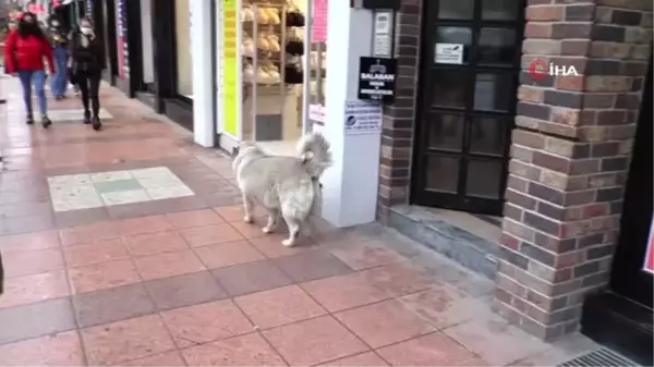 Eskişehir'in sevimli, tembel ve tombul köpekleri