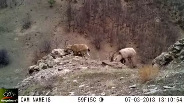 Türkiye'nin yaban hayatı zenginliği fotokapanlara yansıdı