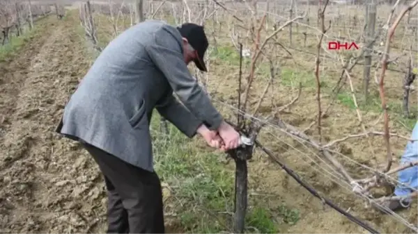 TEKİRDAĞ'DA ALTIN MAKAS BAĞ BUDAMA YARIŞMASI