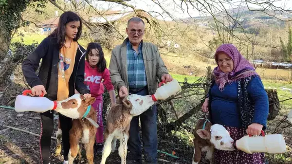 Üçüz doğan buzağılarına bebek gibi bakıyorlar