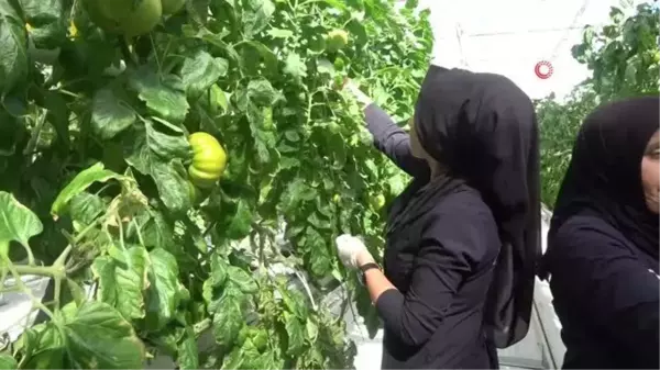 Kadın eli her alanda, bu tesiste çalışanların neredeyse tamamı kadın