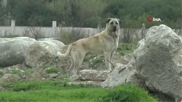 Tedavisi süren 9 yaşındaki Mahra'dan ilk kare