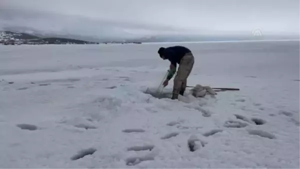 Çıldır Gölü'nde balıkçılar buz altındaki son ağlarını çekiyor