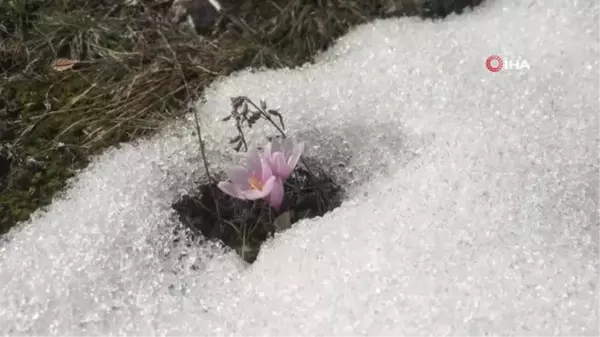 Olur'un köylerinde baharın habercisi çiçekler açtı