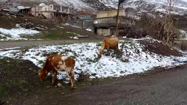 Batman'da sığır besicilerine ücretsiz suni tohumlama desteği