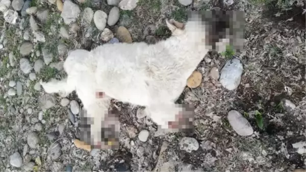 TUNCELİ'DE BACAKLARI KESİLMİŞ ÖLÜ SOKAK KÖPEĞİ BULUNDU