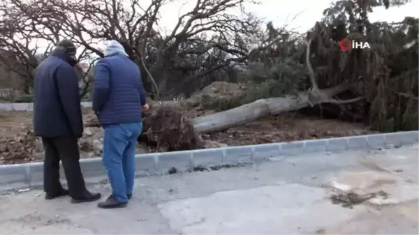 Balıkesir'de asırlık servi ağacı rüzgara dayanamadı