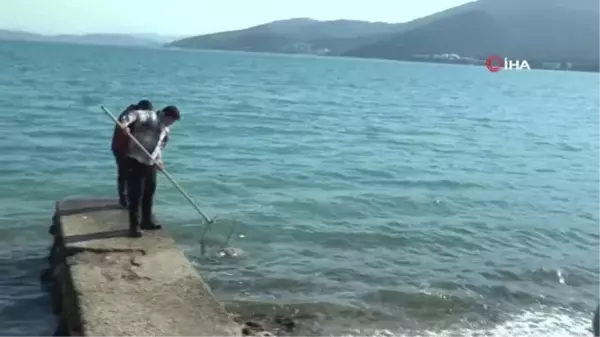 Nesli tükenmekte olan ölü caretta caretta görenleri şok etti