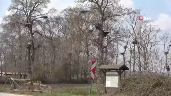 Baharın müjdecisi leylekler 7 bin kilometre yol kat ederek Türkiye'ye geldi