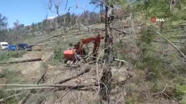 Arkadaşının kestiği ağaç üzerine düşen işçi hayatını kaybetti