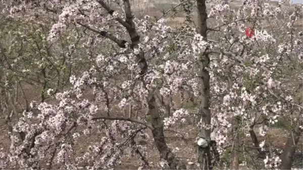 Kahta'da Nemrut Badem Çiçeği Festivali düzenlendi