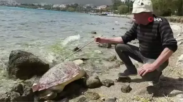 Datça'da telef olan caretta caretta kıyıya vurdu