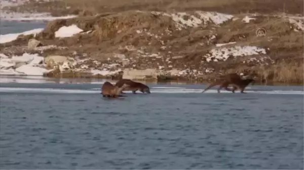 Nesli tükenmekte olan su samurları beslenirken görüntülendi