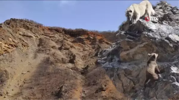 Tunceli'de yaban hayvanları başıboş köpeklerin hedefinde