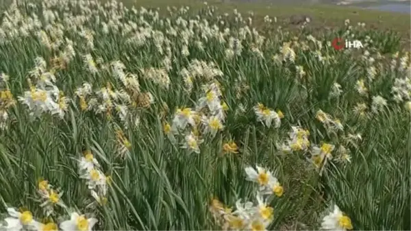 Gerger'deki yabani nergisler yerli turistlerin ilgi odağı oluyor