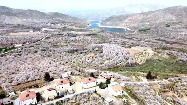 Malatya bu kez kar değil, kayısı beyazına büründü