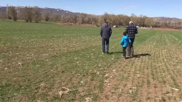 Kaba yem üretim kültürüne üniversite desteği