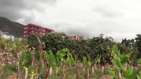 Alanya'da yenidünya hasadına başlandı