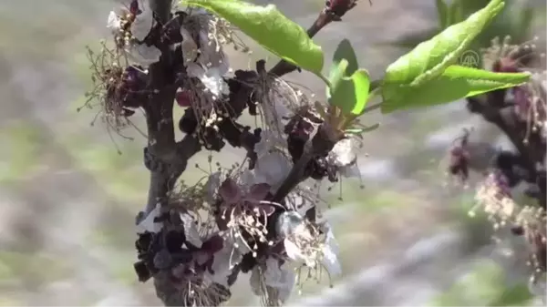 Malatya'da kayısı ağaçları zirai dondan etkilendi