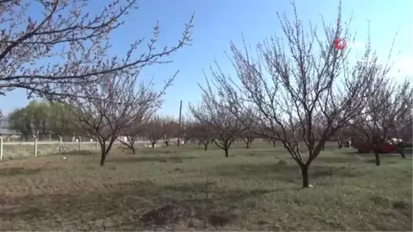 Ağaçları don vuran kayısı üreticisi, destek istedi