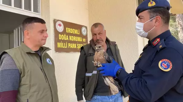 Son dakika haberleri | Jandarmanın bulduğu yaralı şahin tedaviye alındı