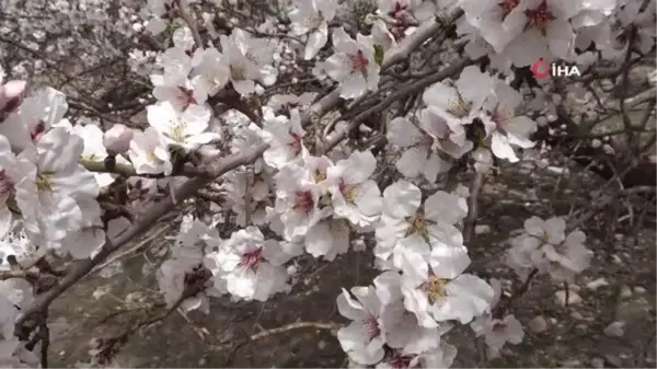 Akdamar Adası, çiçek açan badem ağaçlarıyla pembe ve beyaza büründü