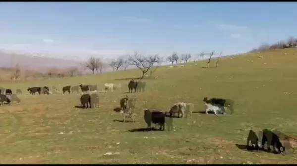 Malatya'da Köylüler Altın Madenine Karşı Eylem Yaptı: 