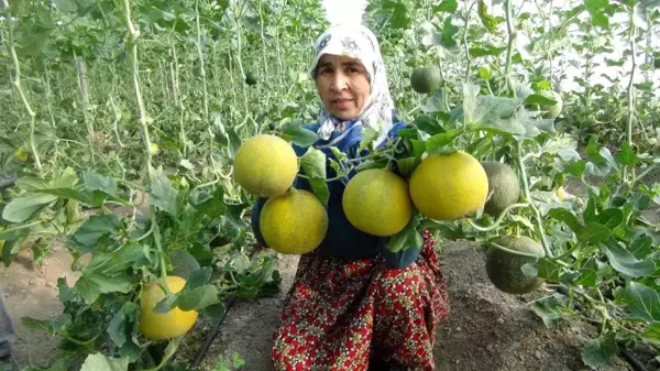 Mersin'de örtü altı kavun hasadı başladı