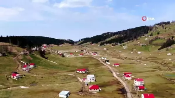 Karlar eridi, 'Mor Yayla'nın mavi yıldız çiçekleri kendini gösterdi