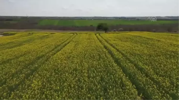 Tekirdağ'da çiçek açan kanolalar tarlaları sarıya bürüdü