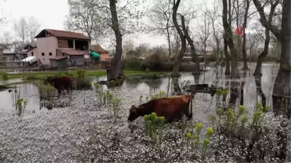 Kuş Cenneti'nde su papatyası güzelliği