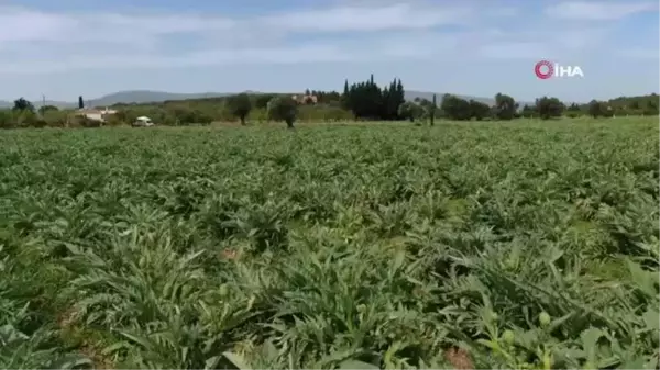 Hava şartları nedeniyle sakız enginarında rekolte düşük