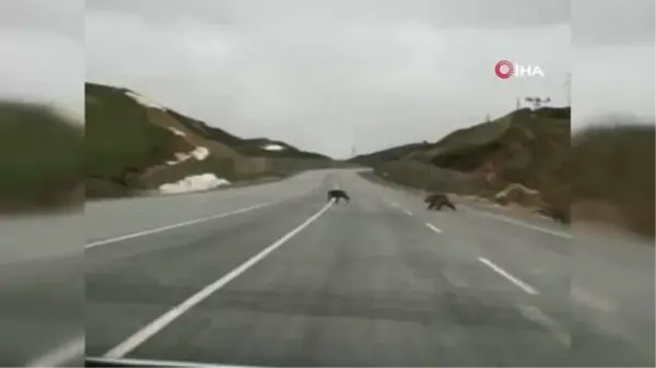 Kış uykusundan uyanan ayılar kara yoluna indi