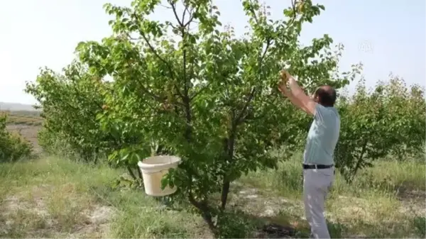 Tescilli Mut kayısısında hasat başladı