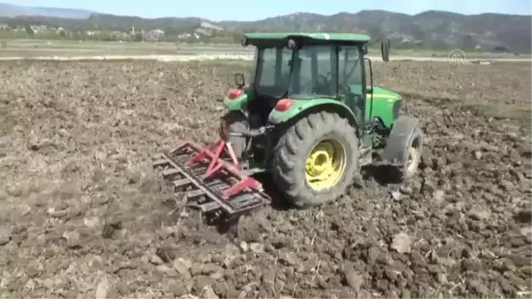 Sinop'ta 19 bin dekar alanda çeltik üretimine başlandı