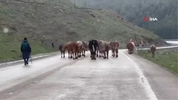 Sarıkamış'ta dolu hayatı olumsuz etkiledi