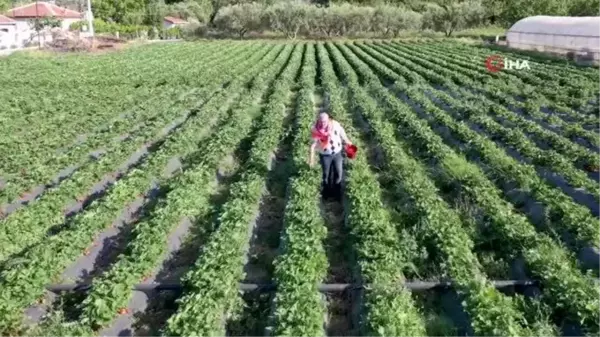 Çilek festivaline çilek hasadıyla davet