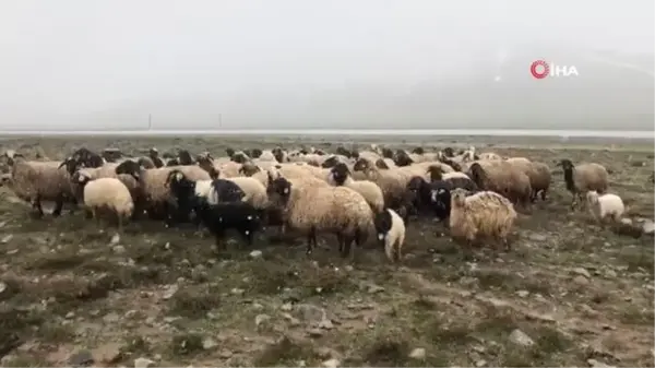 Mayıs ayında kar sürprizi... İlçeye beyaza bürüyen kar yağışı hayvan sahiplerine zor anlar yaşattı