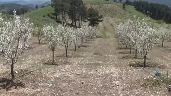 Güney Kore heyeti, Demirci'de kiraz bahçelerini gezdi