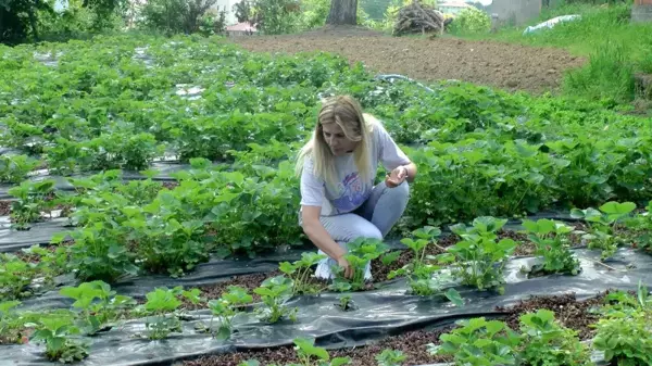 Tarlaya gittiğinde merak saldı, kozmetik toptancılığını bırakıp tarıma yöneldi