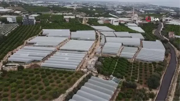 Son dakika haberleri: Turfanda siyah incide hasat zamanı: İlk talep turizm bölgelerinden