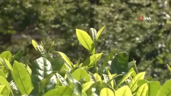 Rize protokolü çay bahçesine girdi