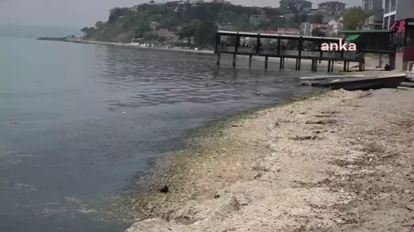 Tekirdağ Sahillerine Vuran Yosunlar Kötü Kokuya Neden Oldu