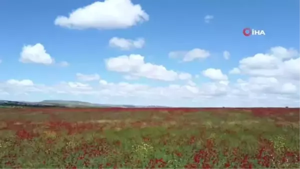 Gelincik tarlalarında renk cümbüşü