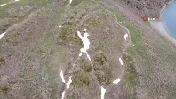 Nemrut Kalderasında geçen yıl yanan alanlar canlanmaya başladı