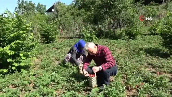 Aromasıyla sofraları süsleyen Osmanlı çileğinde hasat başladı