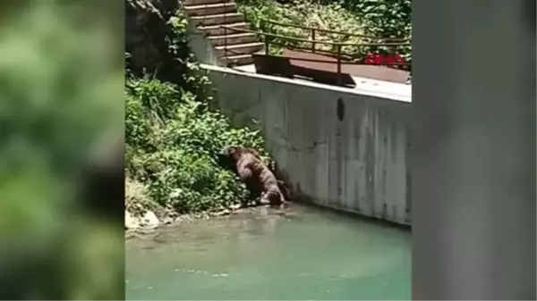 DEREYE DÜŞEN YARALI AYI KURTARILDI